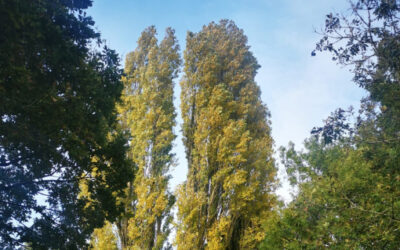 Why Tree Maintenance by a Tree Surgeon is Essential for the Health and Safety of Your Trees in Rugby