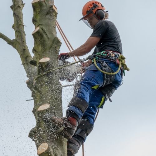 This is a photo of tree crown reduction being carried out by Tree Surgeons Rugby