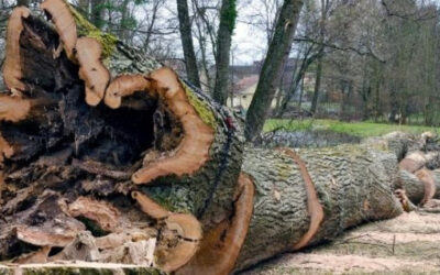 Why Tree Felling Can be a Necessary Part of Landscaping in Rugby