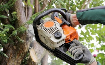The Ultimate Guide to Tree Removal and Property Value in Rugby